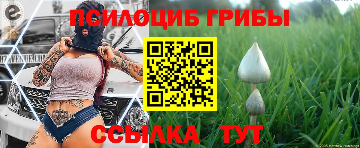 Галлюциногенные грибы Psilocybe  Богданович  Галлюциногенные грибы MAGIC MUSHROOMS 